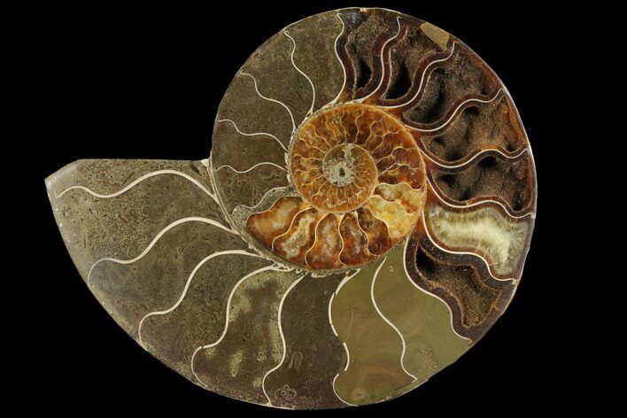 Bargain, Agatized Ammonite Fossil (Half) - Madagascar #111521